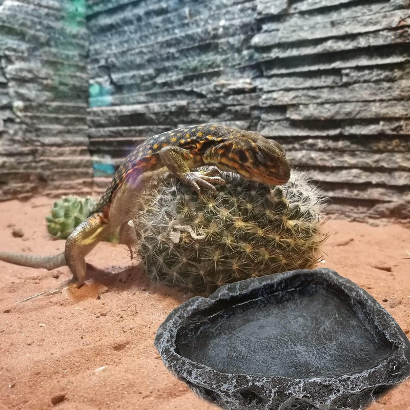 CATENESS Reptile Water Dish Food Bowl, 2 Pack Reptile Feeding Dish Corner Bowl Terrarium Bowls for Bearded Dragon Lizard Frog Gecko Tortoise Hermit Crab - Image 5